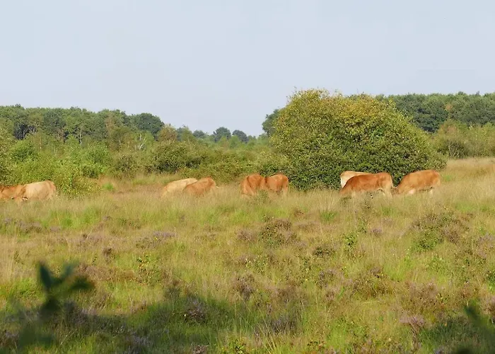 Luxe En Sfeervolle Safaritent Met Eigen Badkamer Voor 6 Personen Doc خيمة فخمة