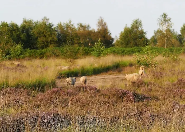 Luxe En Sfeervolle Safaritent Met Eigen Badkamer Voor 6 Personen Doc